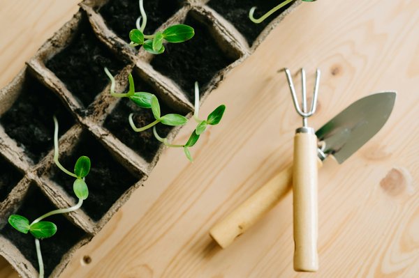 Graines de tomates : étapes et conseils pour les cultiver