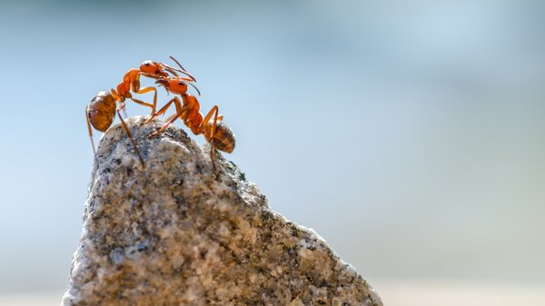 Pourquoi comprendre le rôle de la reine peut vous aider à gérer une infestation ?